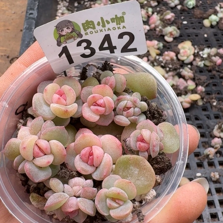 多肉植物多肉植物