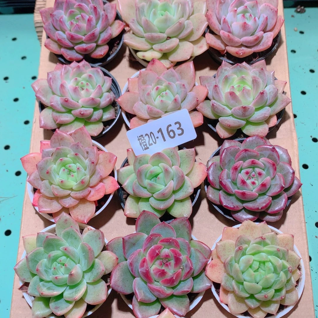 20-163一物一拍多肉带盆18颗