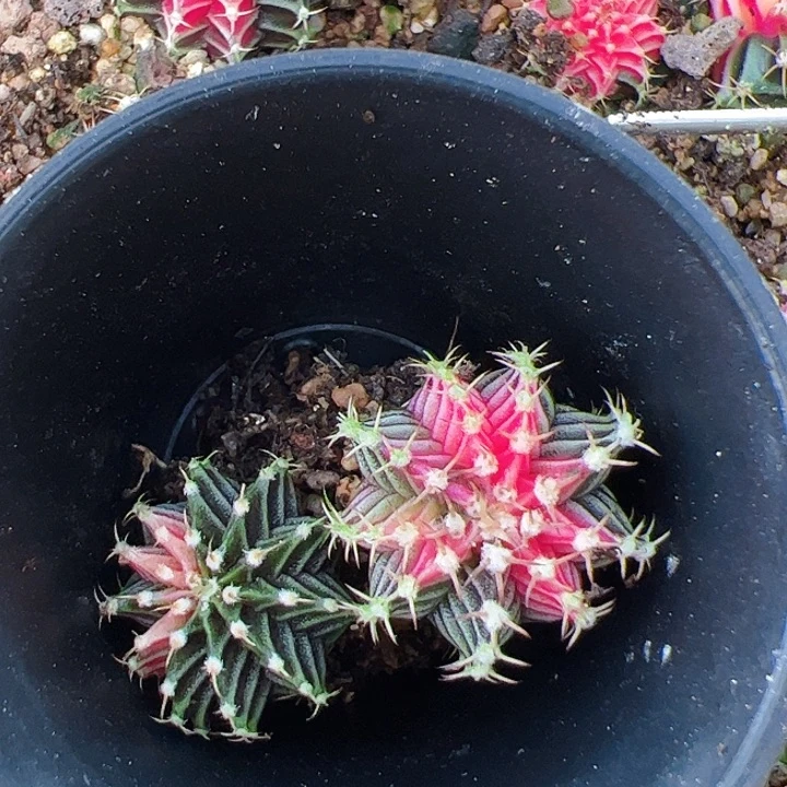 当前无花栽培后可以开花920