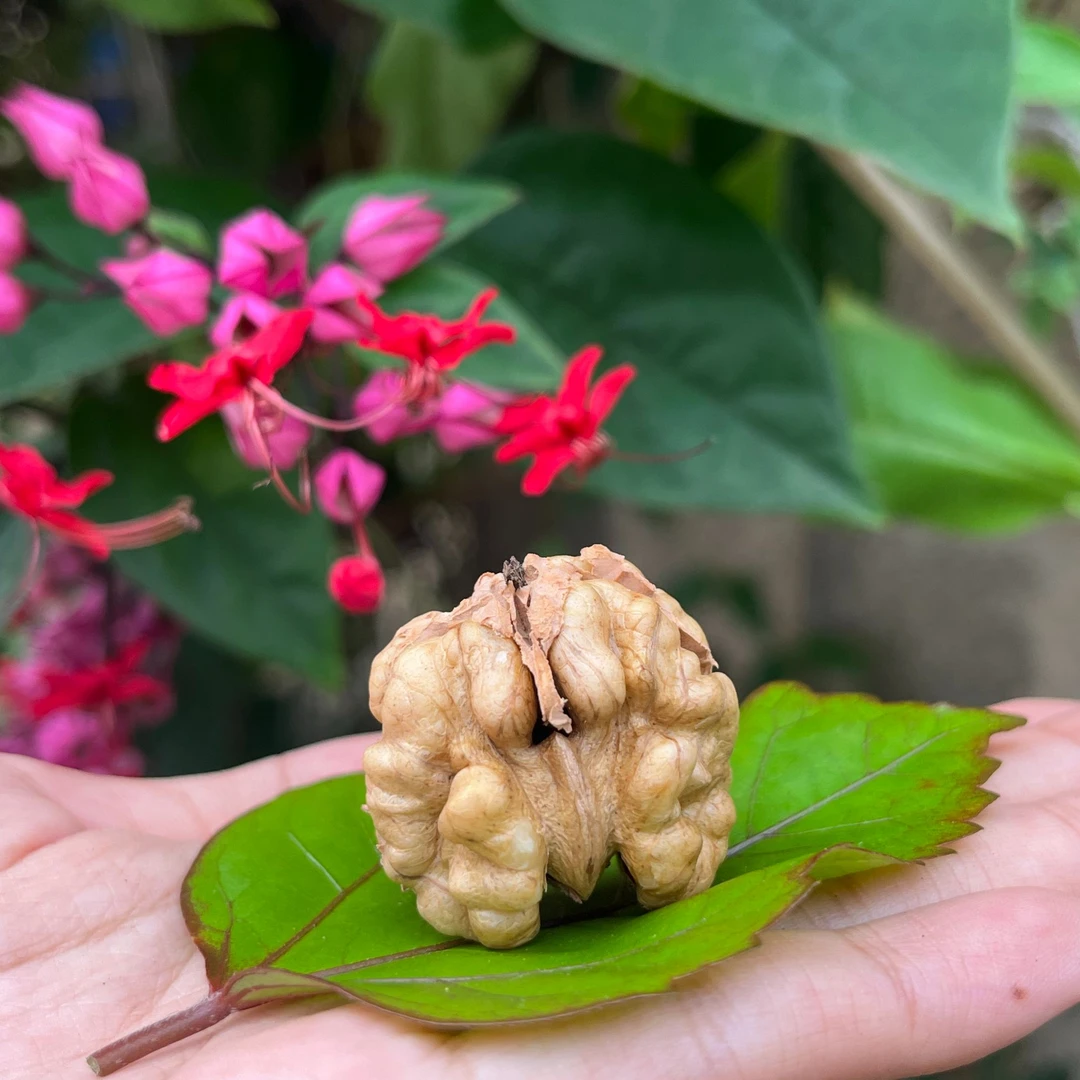 【老树干核桃】营养坚果香味浓郁口感脆甜果肉饱满肉质鲜美