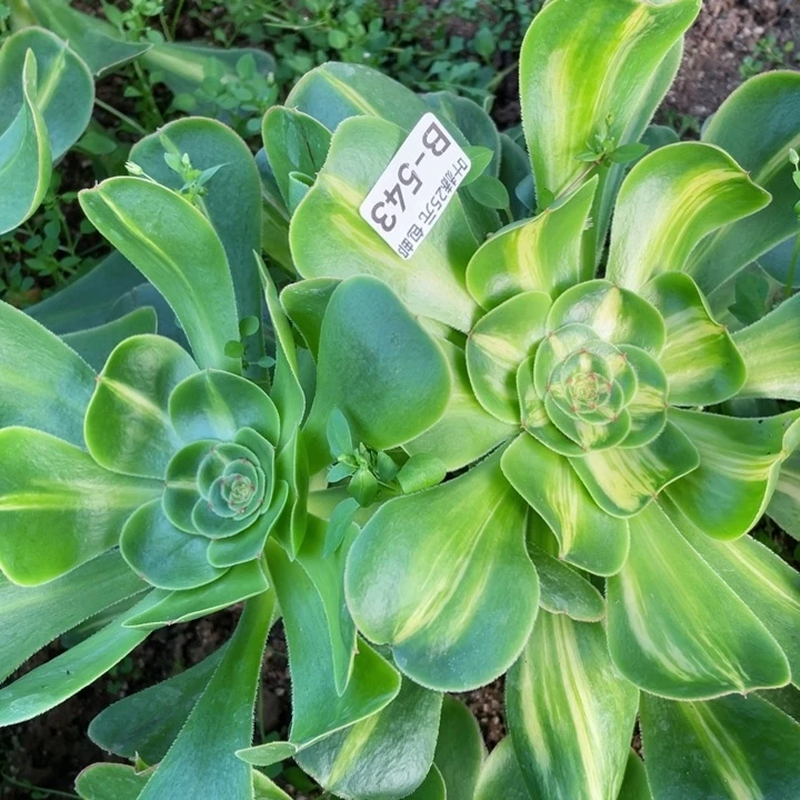 543暴君群多肉1，12345678