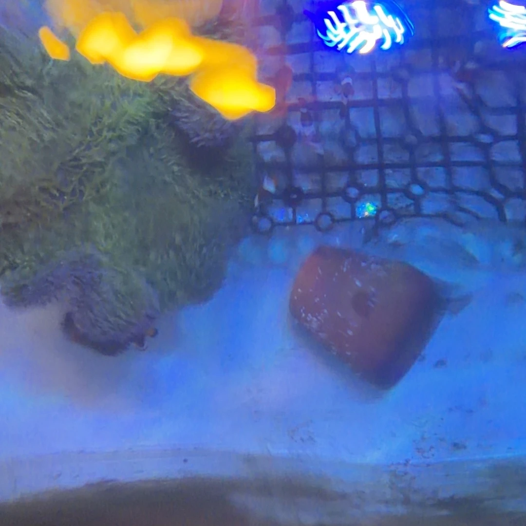 纽扣珊瑚小丑鱼一对运费包装费用