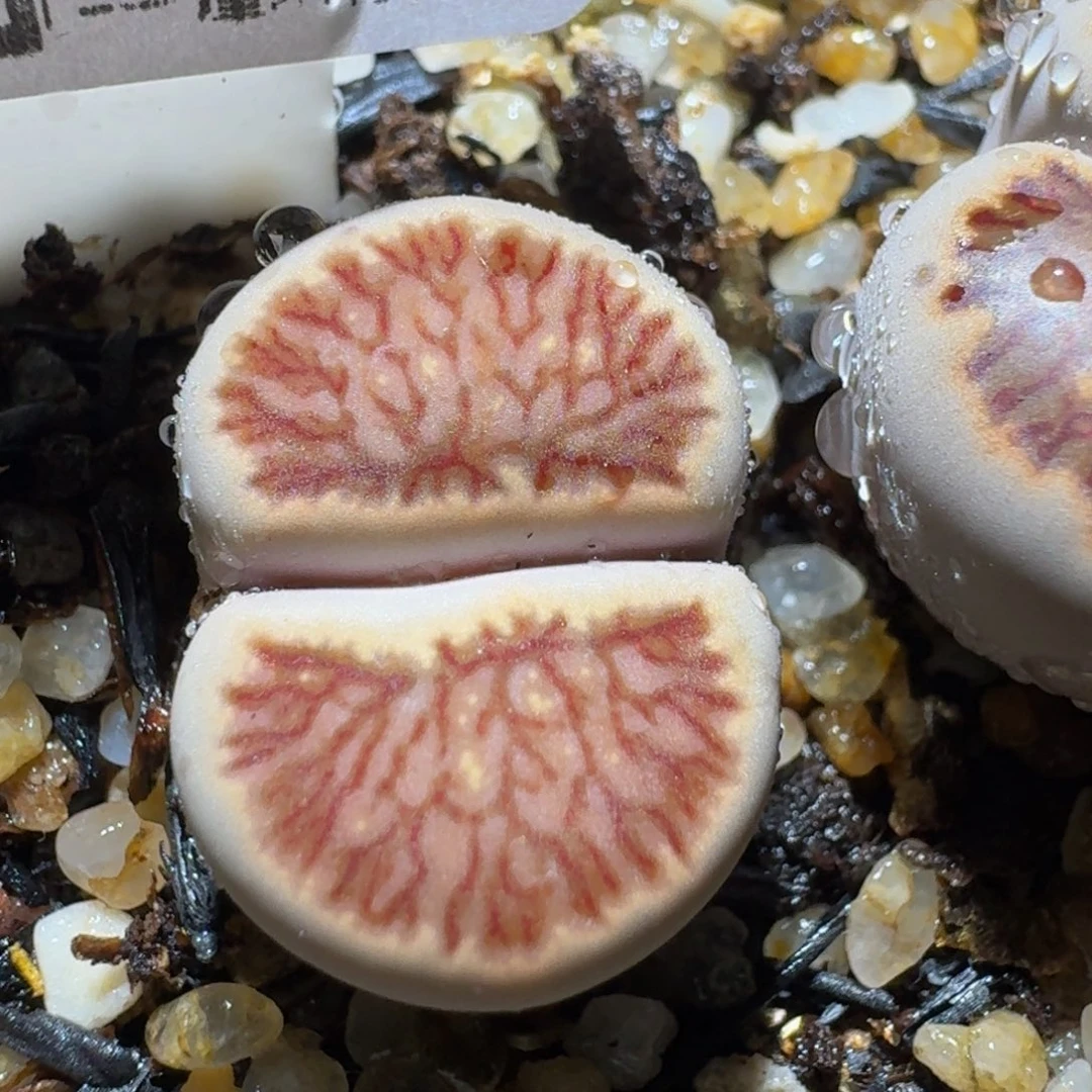 板娘有好屁屁。571