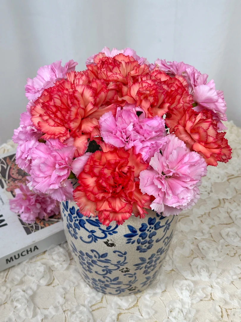 【一件包邮】小桃红单头康乃馨20支+火焰单头康乃馨20支