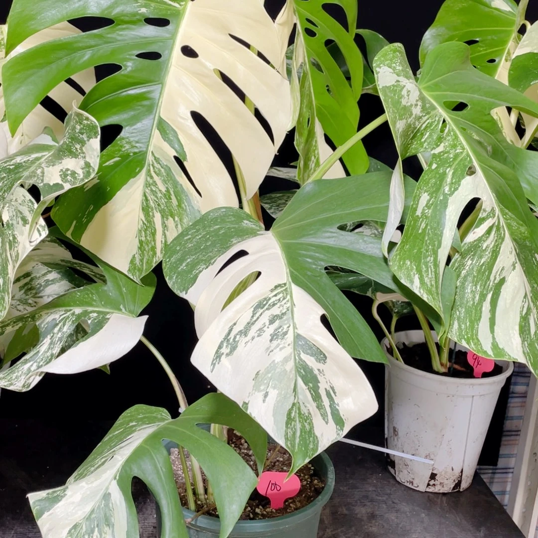 白***菜完全开放011白龟不包蕉叶和叶损