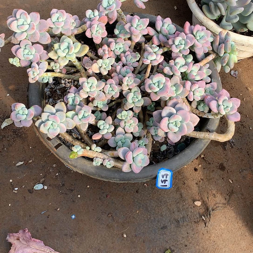 551洛神 一物一拍多肉