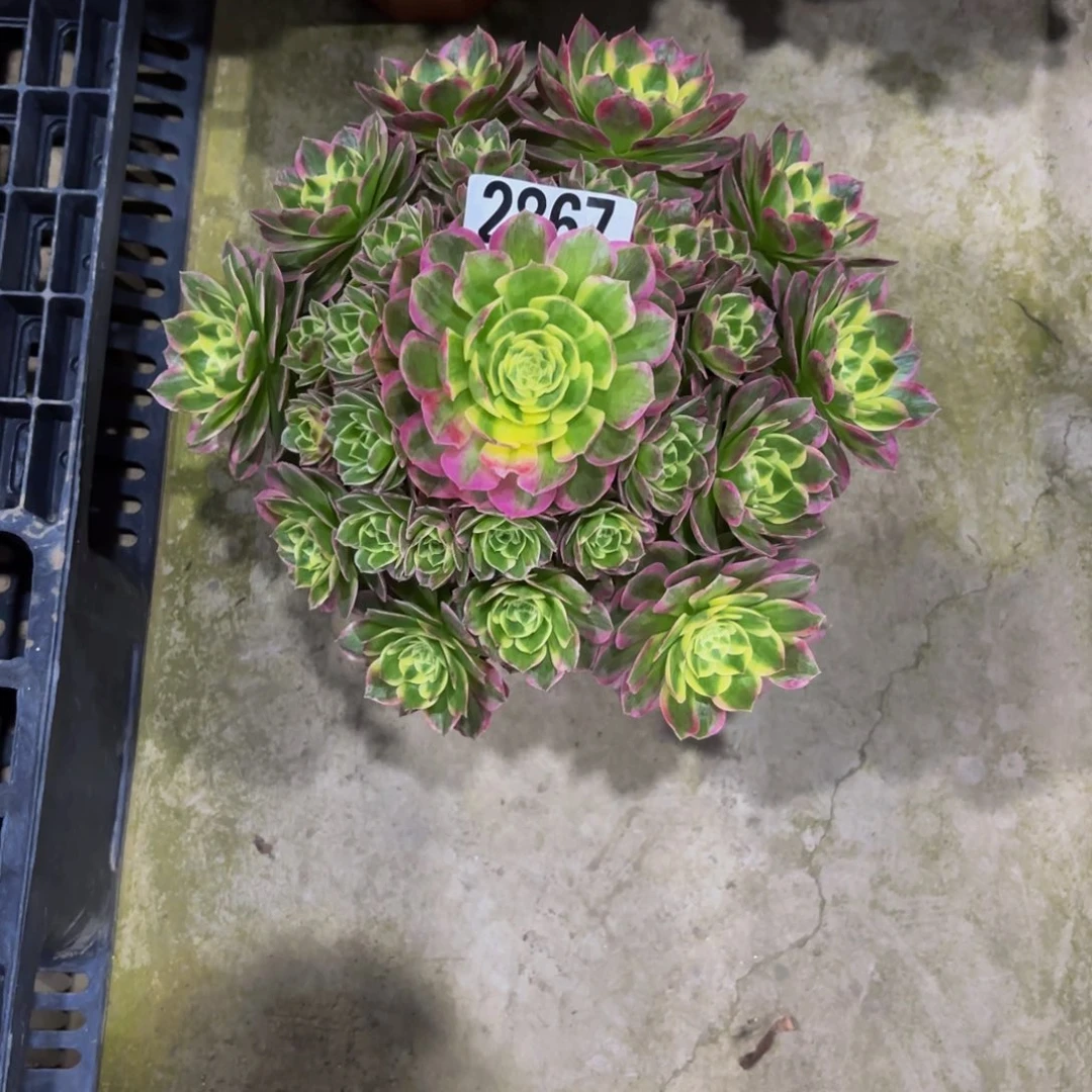 无花朵2867海鲜1111111