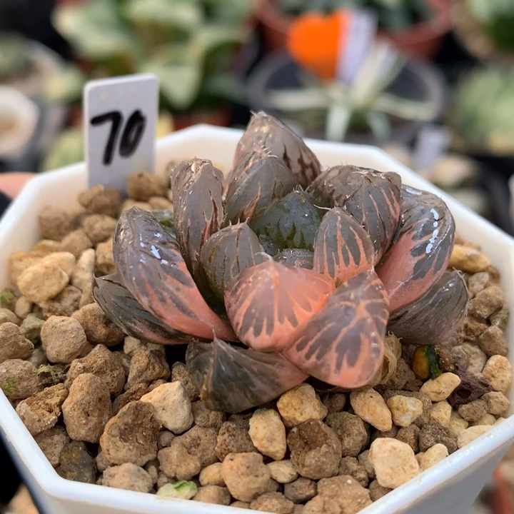 龙抓玉露锦，带盆发货