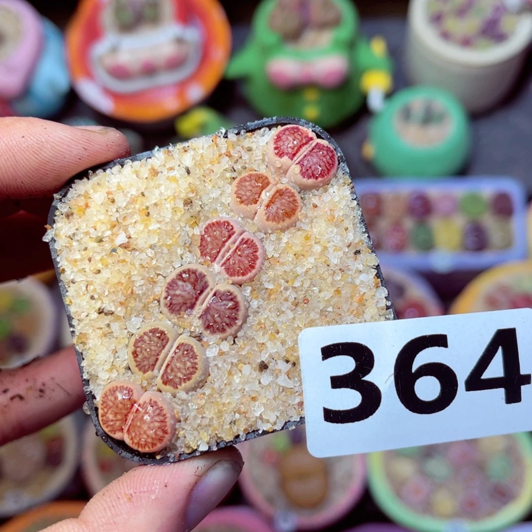 364生石花带盆发