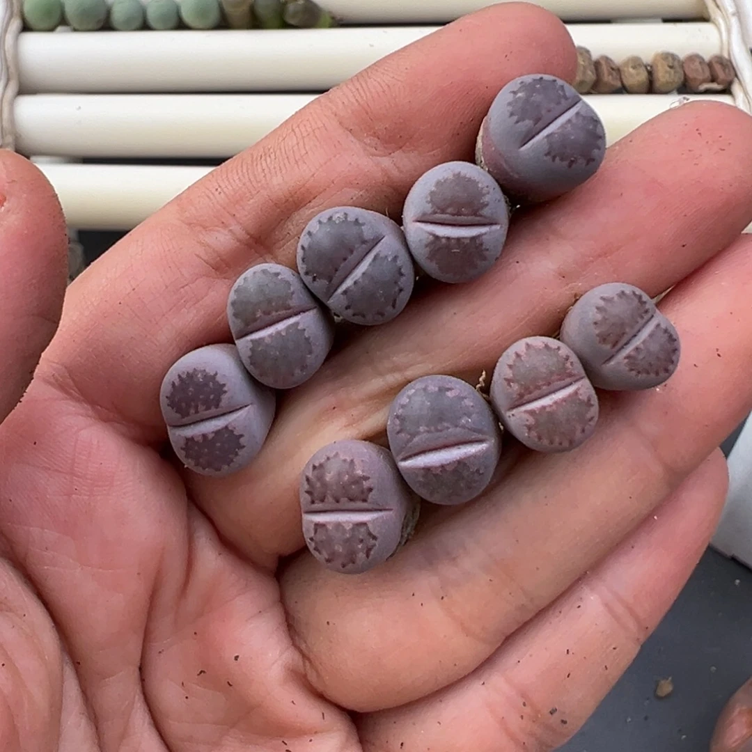 12.8好看的多肉脱土发货492