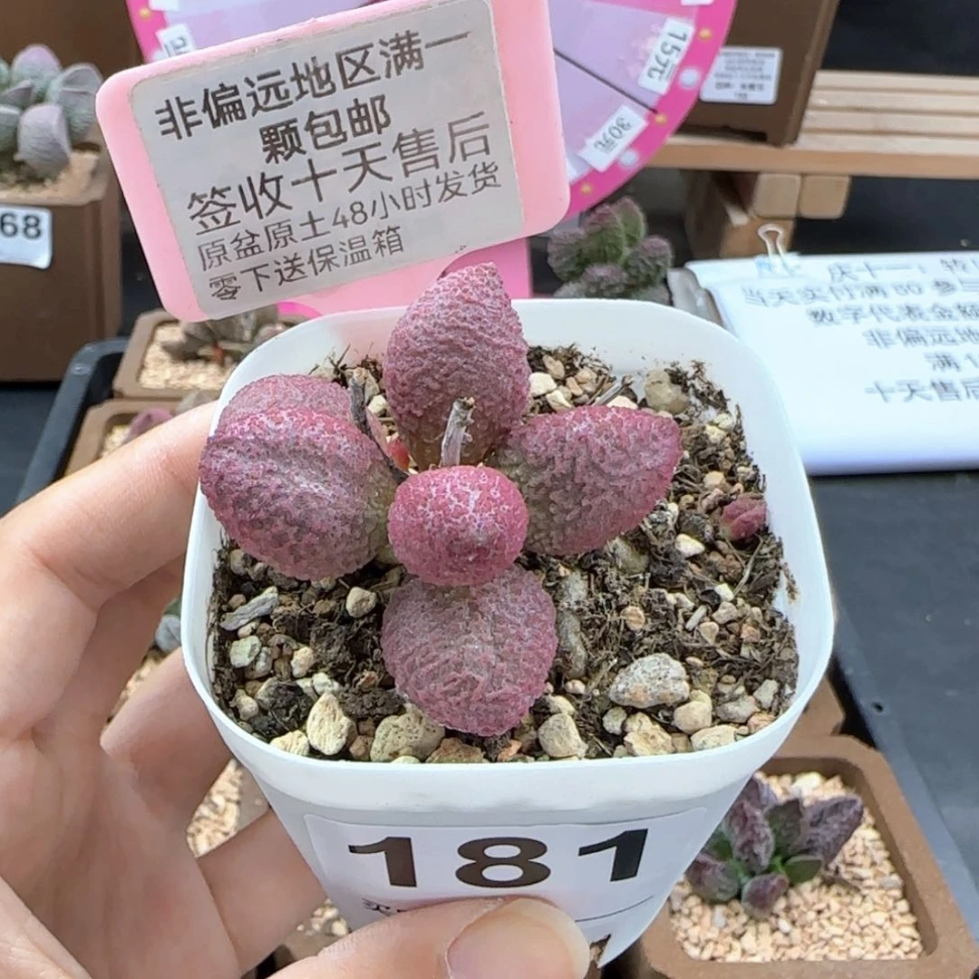 181糖果多肉植物