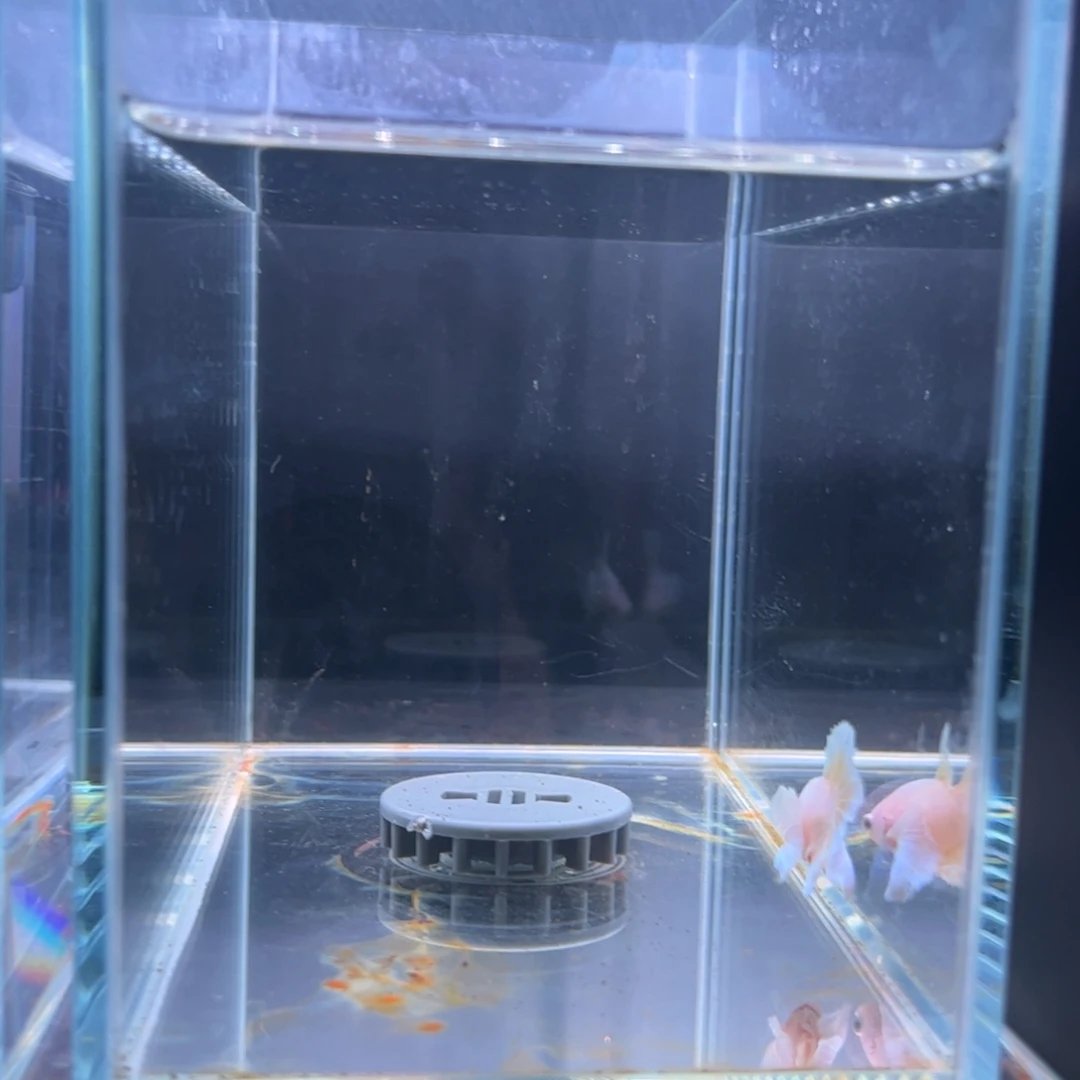 斗鱼泰国斗鱼21号