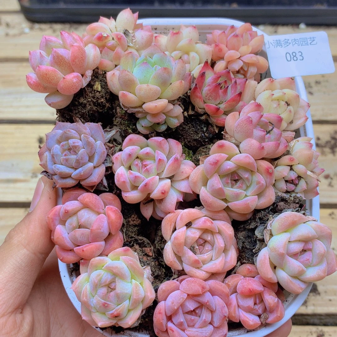 我也想要这样一083