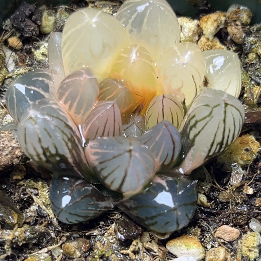 十二卷多肉植物3460霓虹灯