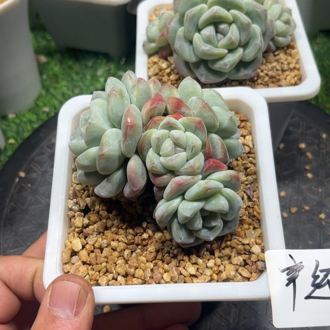 幸运专拍冰玉群生