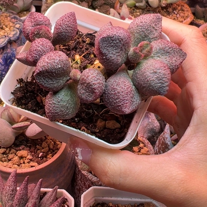 水蜜桃。