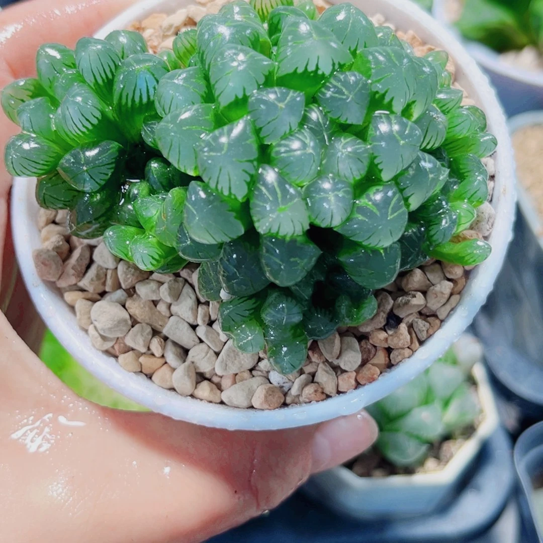 福利糯姬玉露多肉植物6666