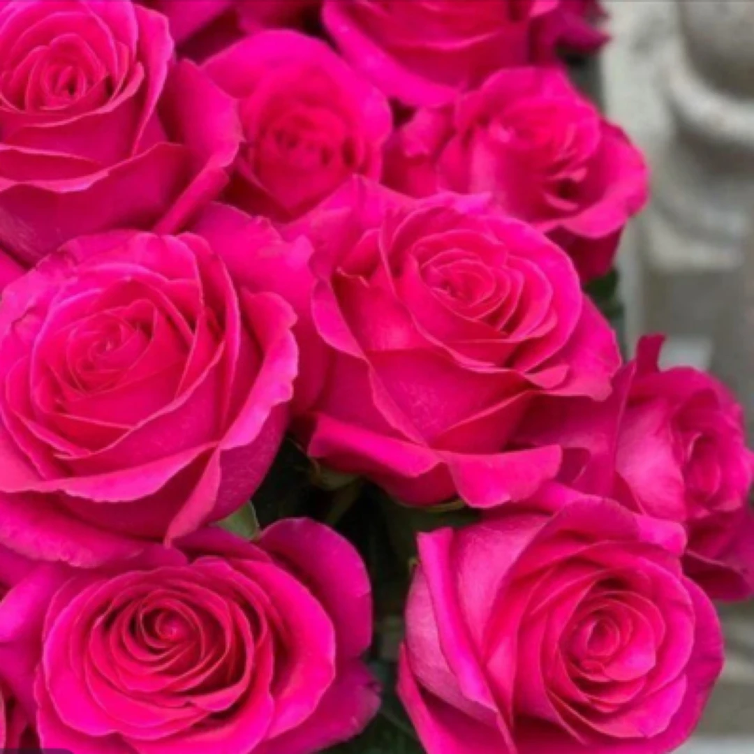 【香奈儿】180培育盆大花玫红色新手好养多季节开花庭院盆栽带花苞