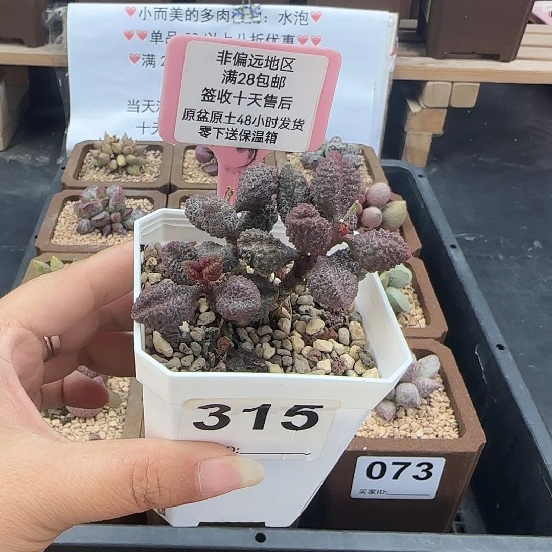 315荔枝皮多肉植物