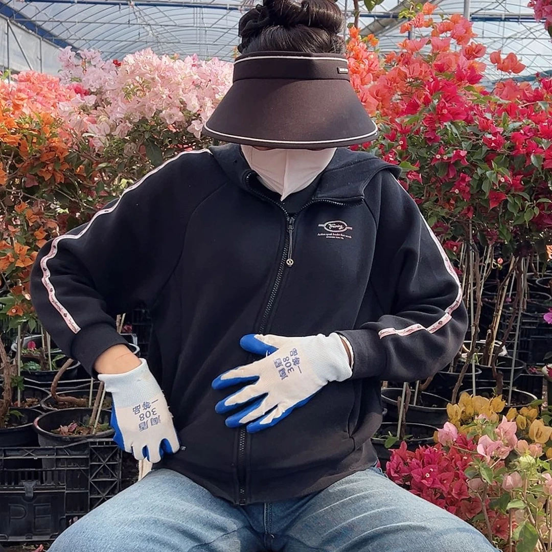 大部分花苞少量开放三角梅一棵