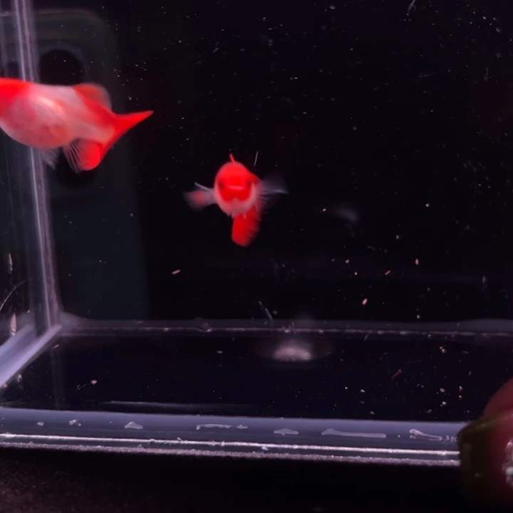 孔雀鱼深海蓝玻璃猫种鱼1对
