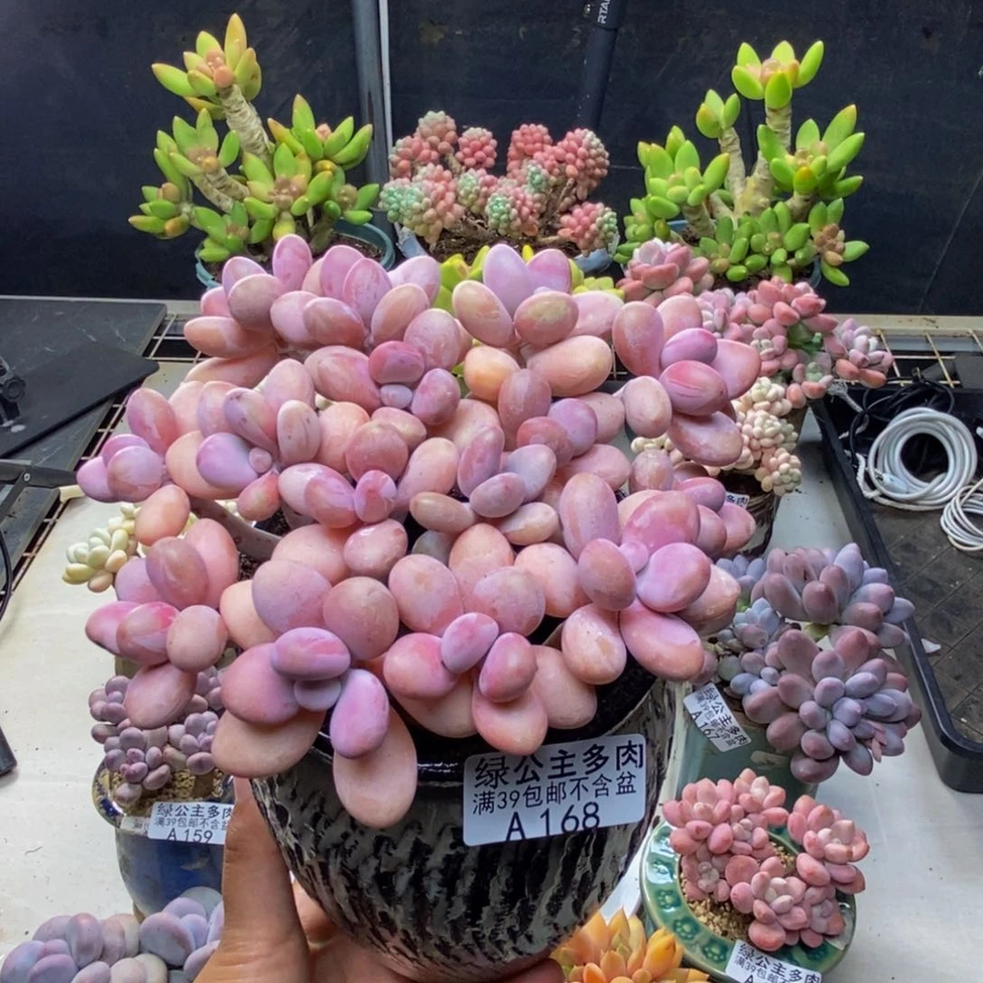 168糖果桃蛋多肉13cm有断枝