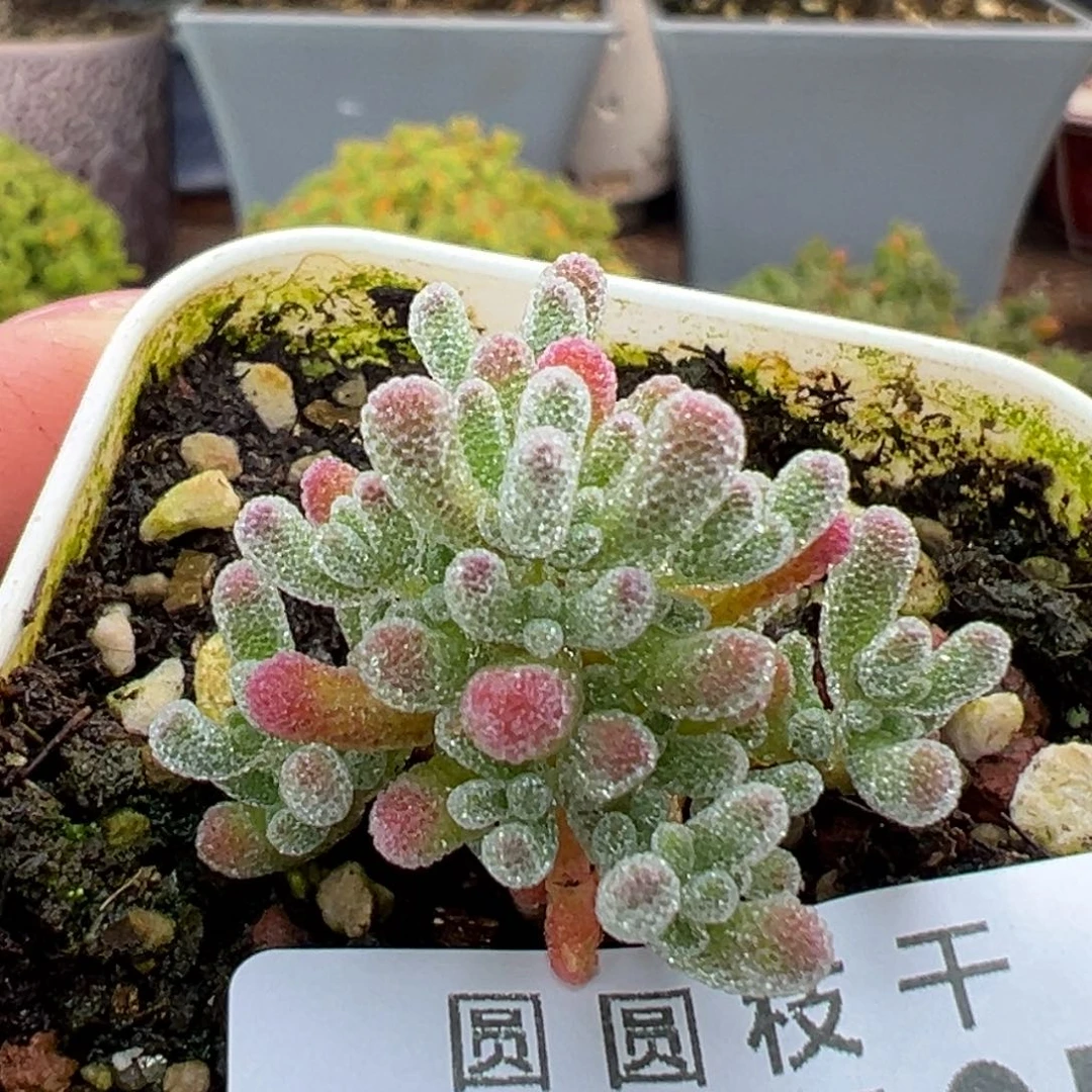 椰***糖dy5497实生粉冰晶冠幅3cm下播福