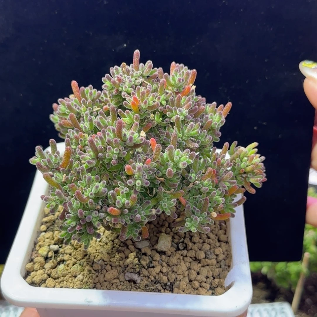 dy1373冰川直杆三岔