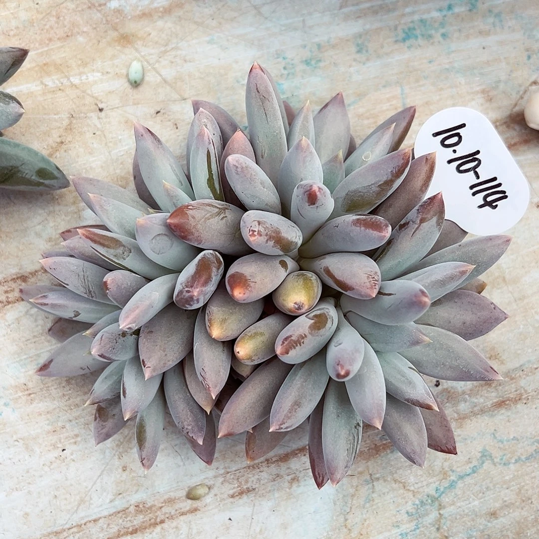 1010-114彩胖体哥特