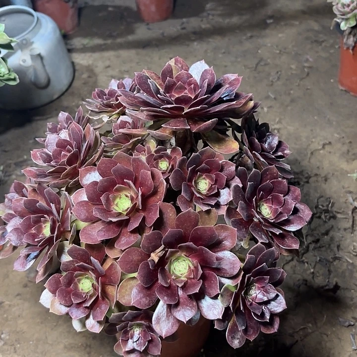 多肉植物赤焰莲15