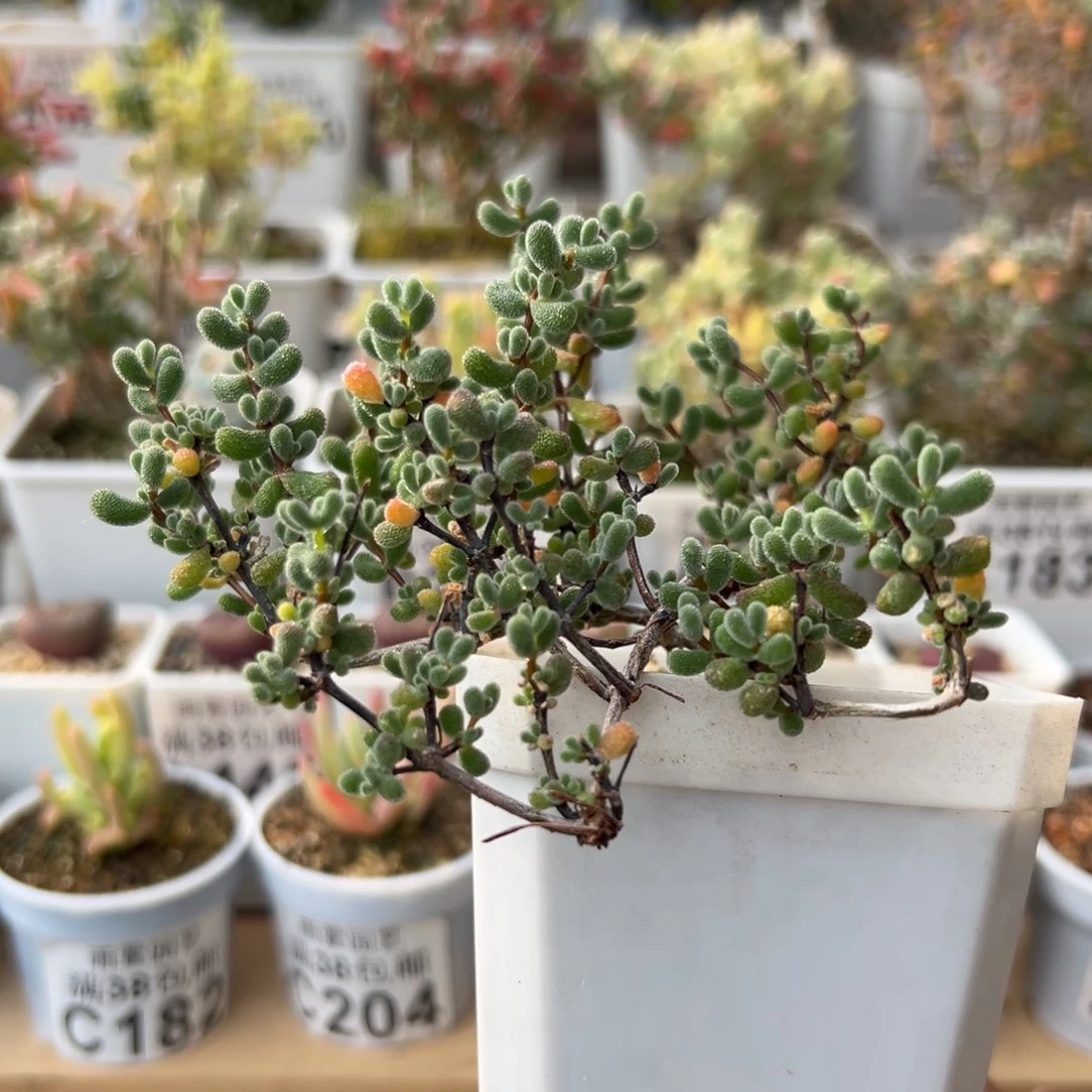 7-258枝干番杏多肉2面妖桩造型翡翠老桩