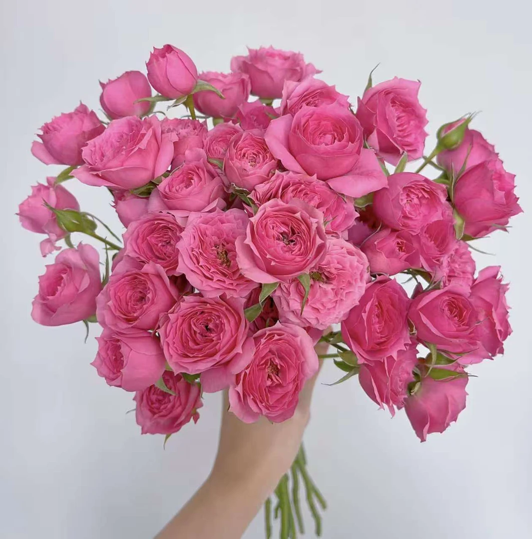 【基地直发】苏菲宝贝 多头玫瑰 家庭插花 花卉鲜花