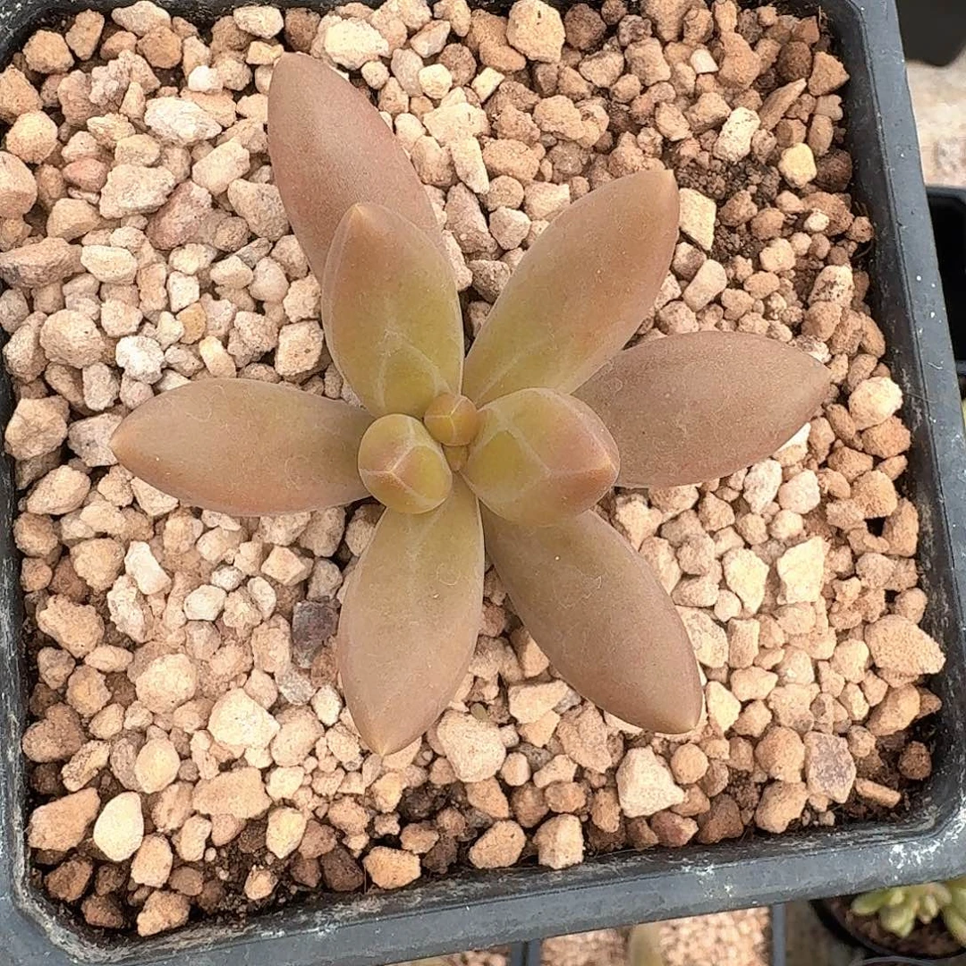 朵唯菲 薯条 单头 一物一拍