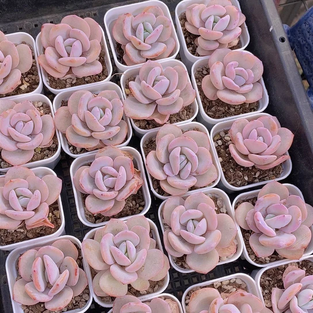 0305-小小白方奶茶尾货福利一颗 慎拍