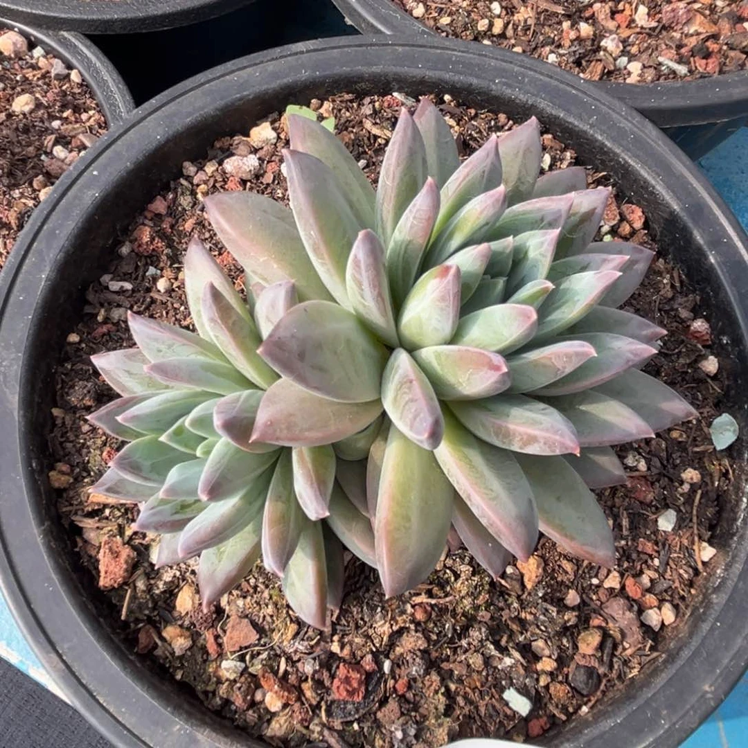 幻影多肉植物633