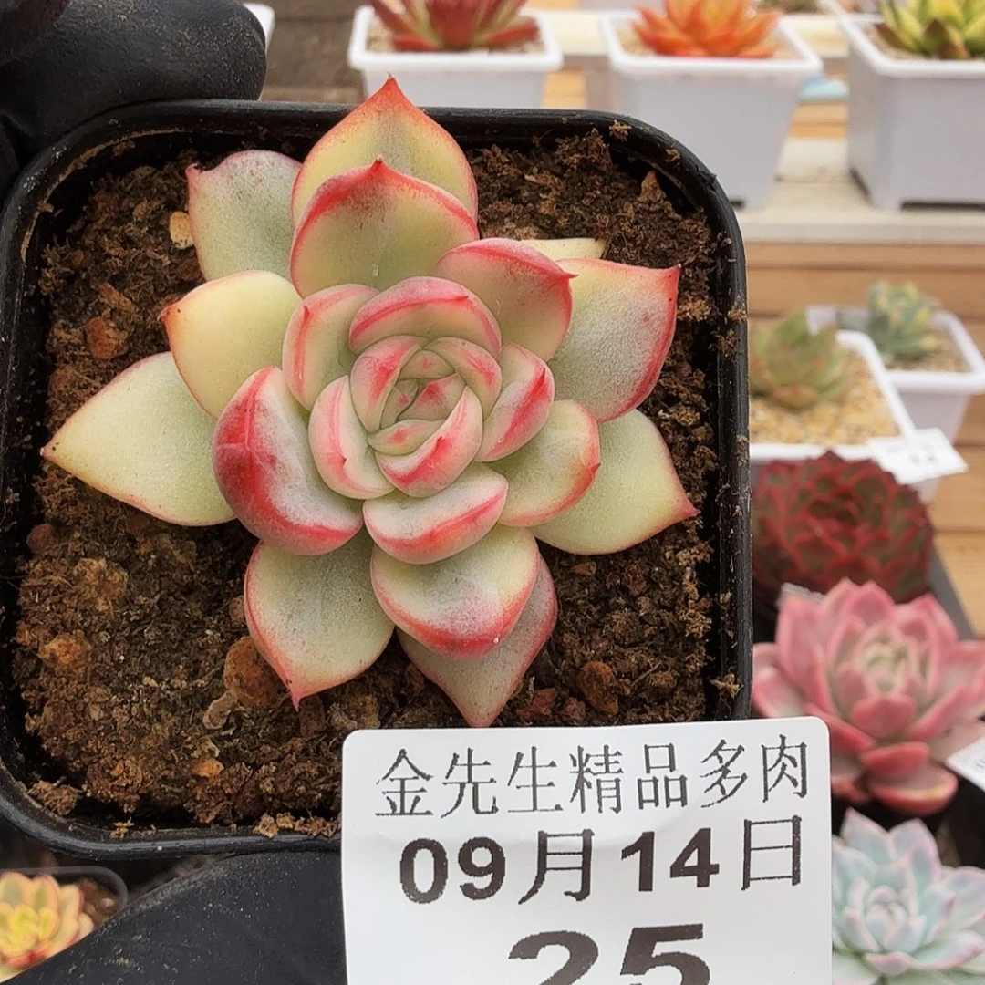 0914-25弗洛瑞安娜锦