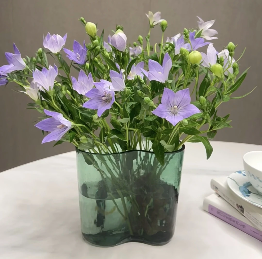 【中国桔梗】不拍保温棉冻损不售后沈阳晓全花行