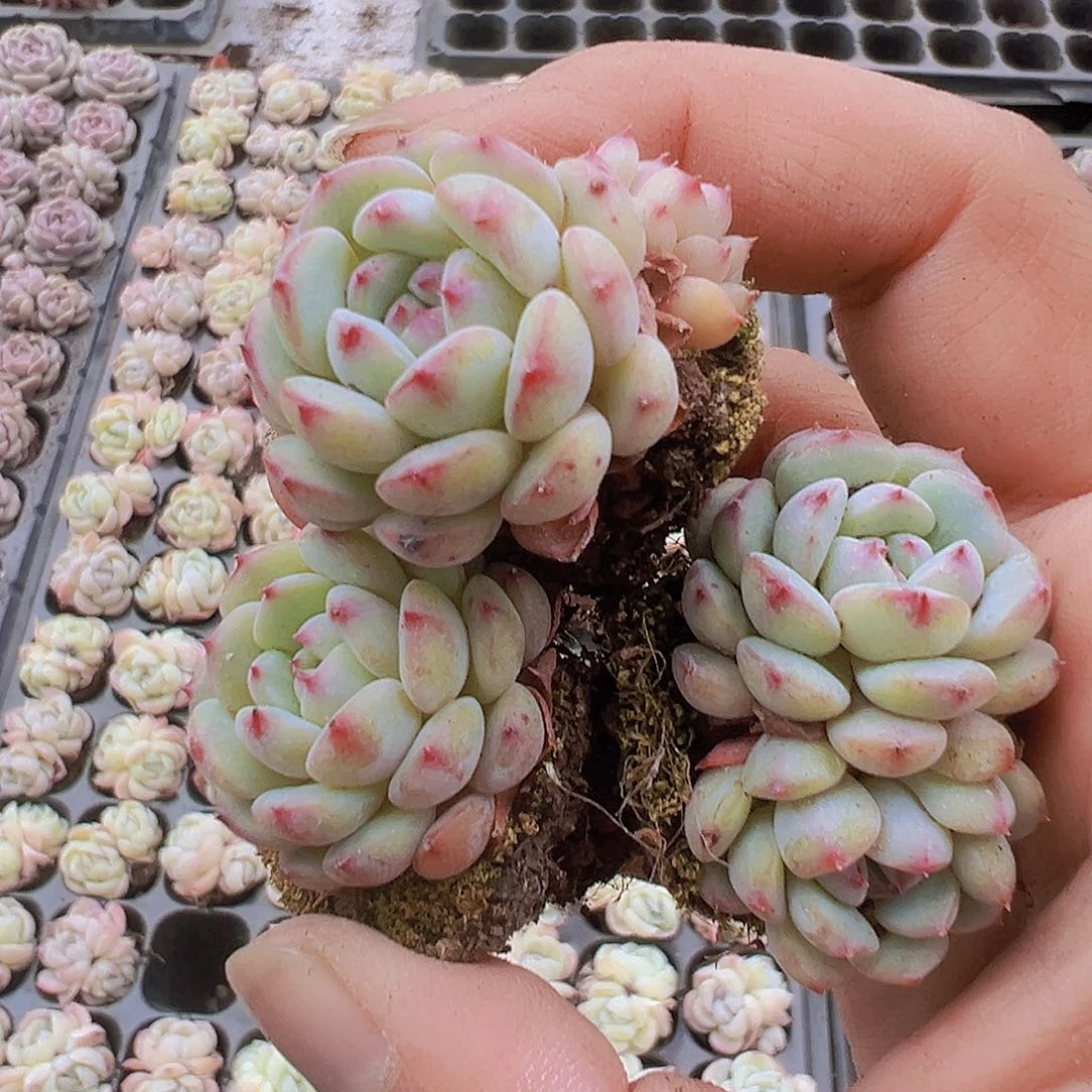 白胖子苗3个19包邮