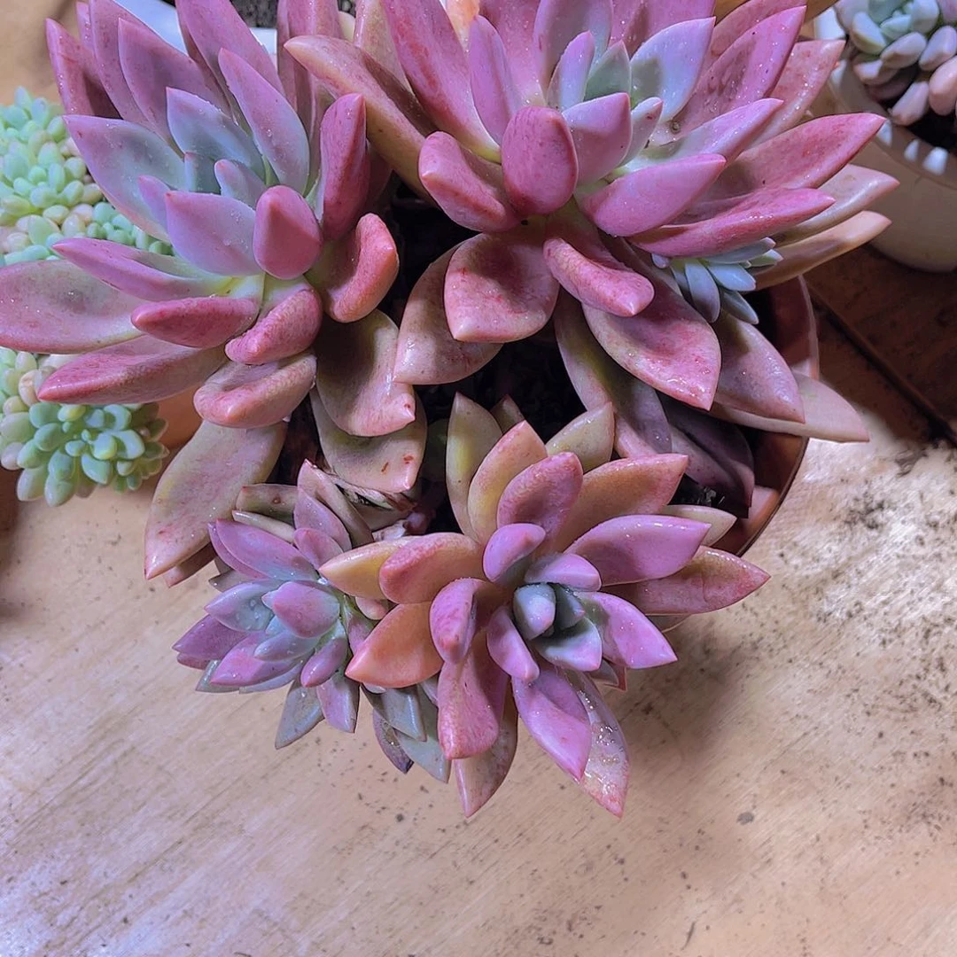 一****0000000000000000062