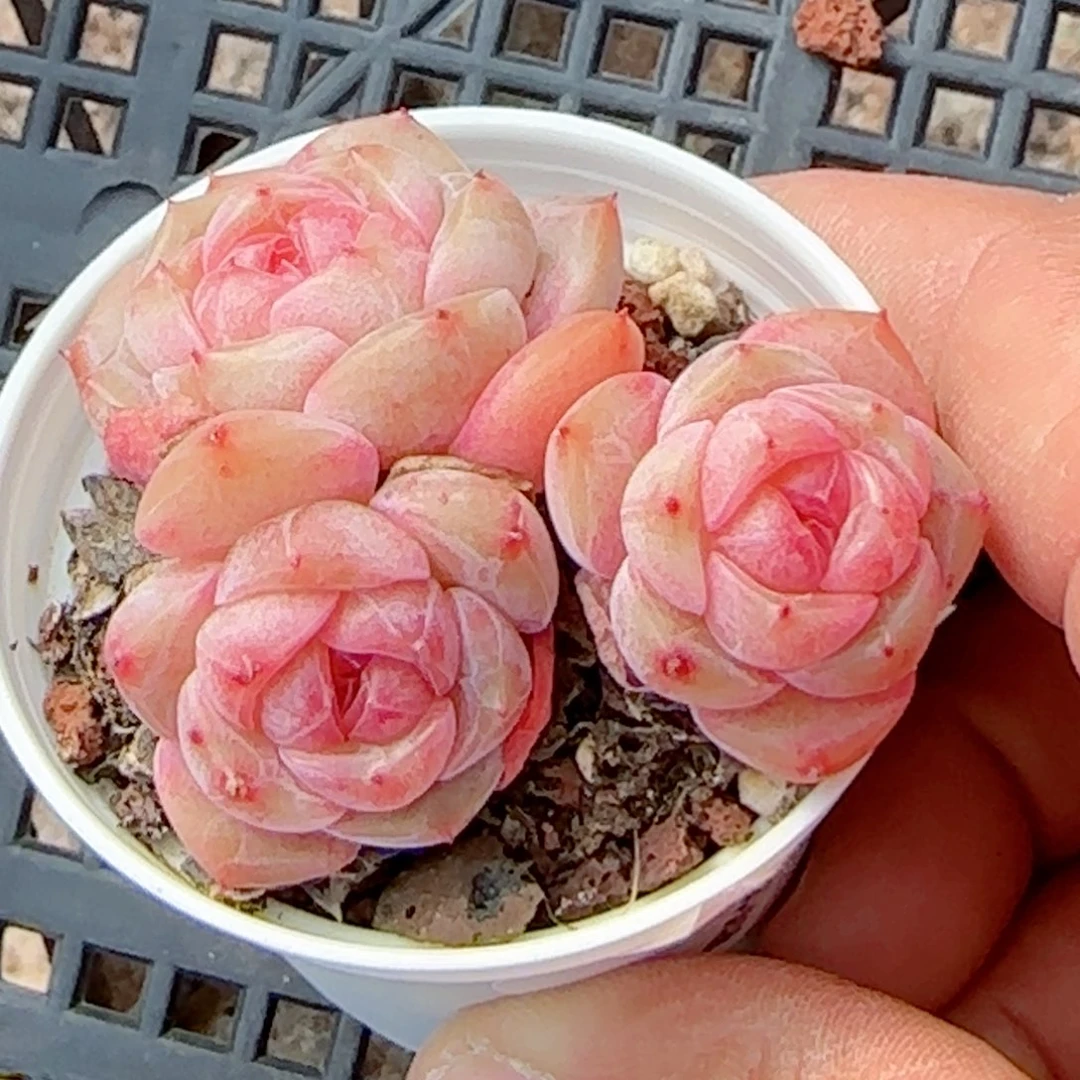 【闪购商品】0119-153糖心