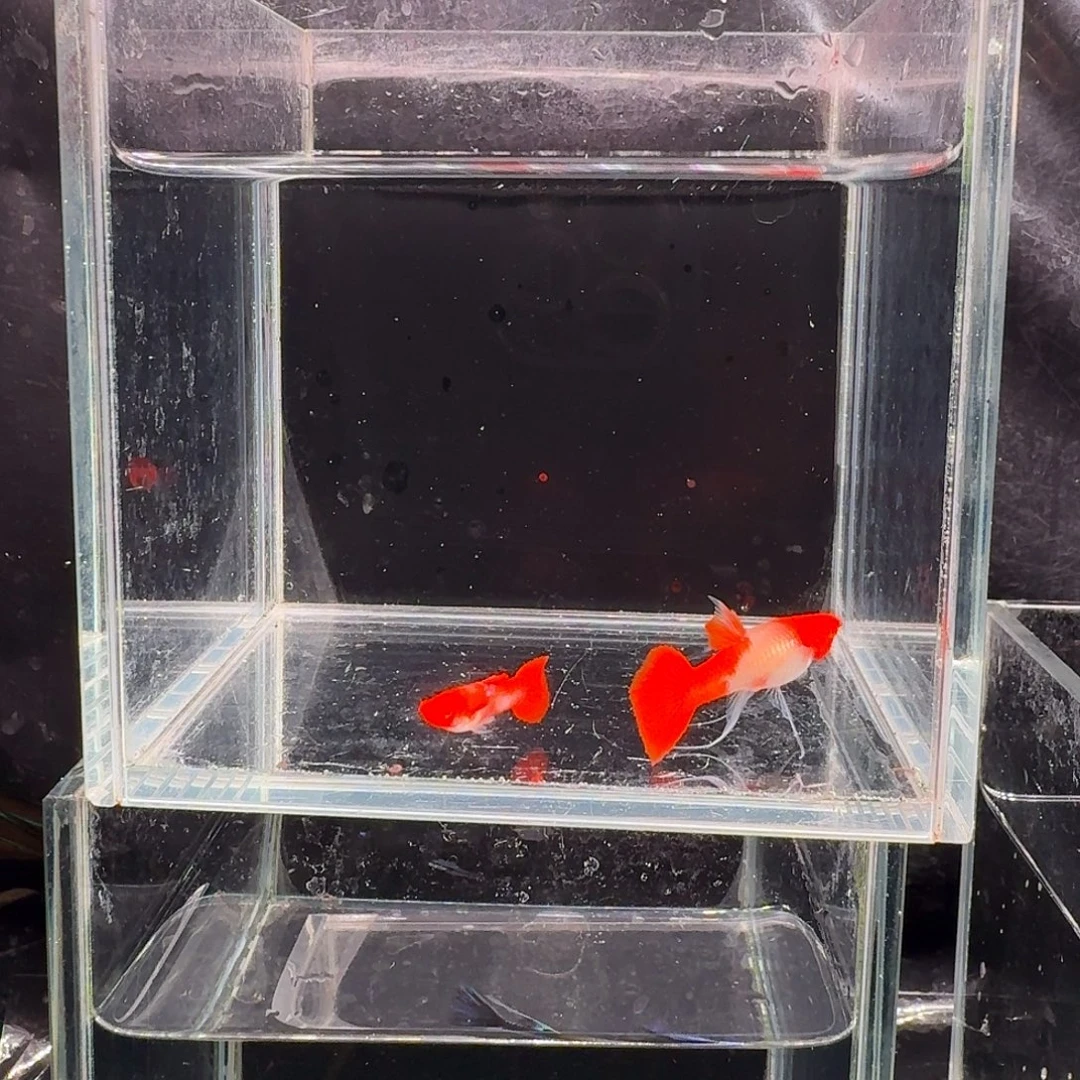 孔雀鱼鸿运当头缎带1对