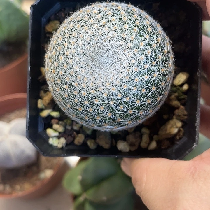 实生白绢仙人球一颗