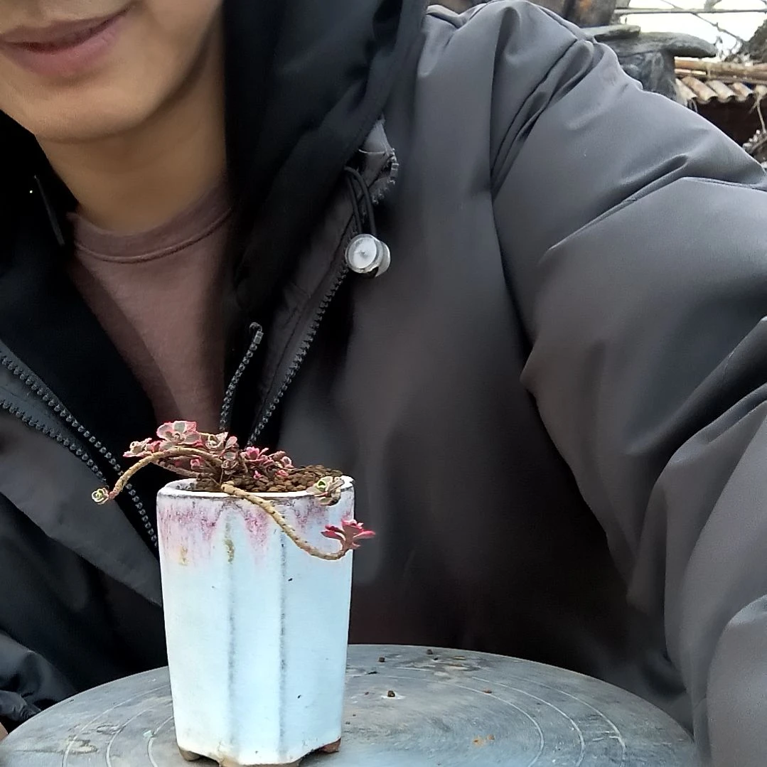 爱**啦小盆景小植物一物一拍53