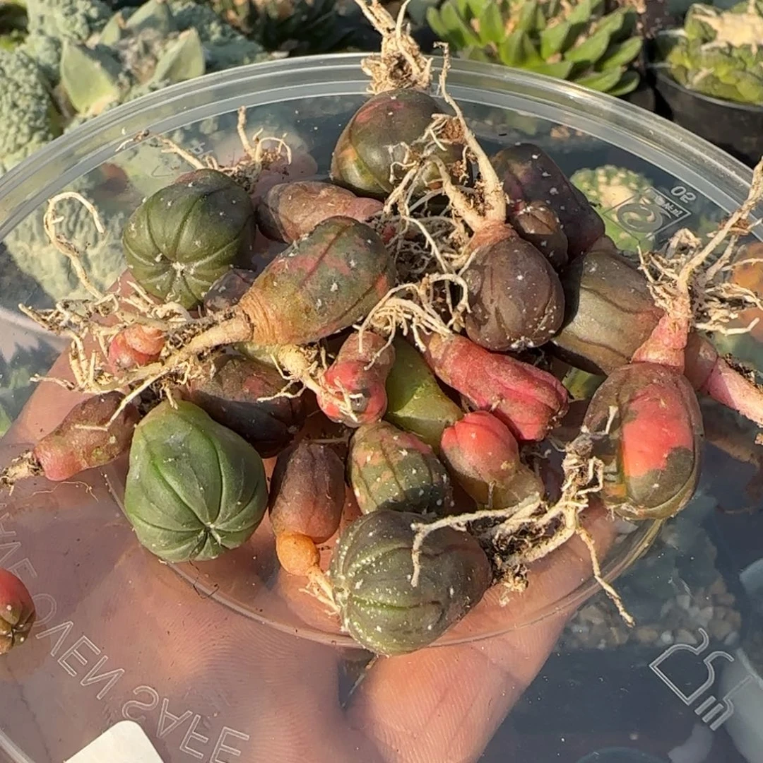 无花朵一堆实生海星403