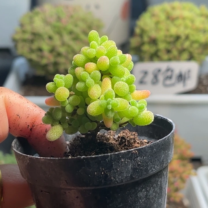 蜜桔糖球优选枝干