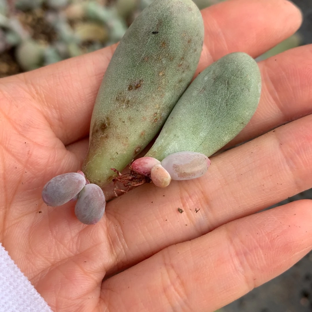 米可奶酪嚯哈哈哈哈哈