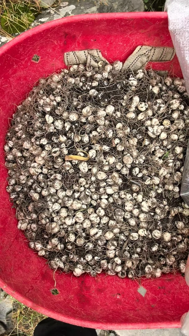 正宗川贝母（松贝）鲜货1000g