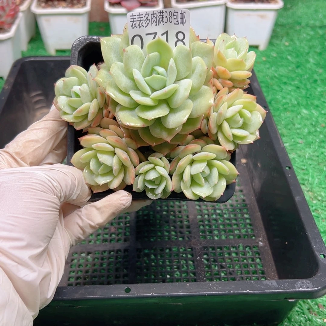 无花朵多肉一物一拍植物0718
