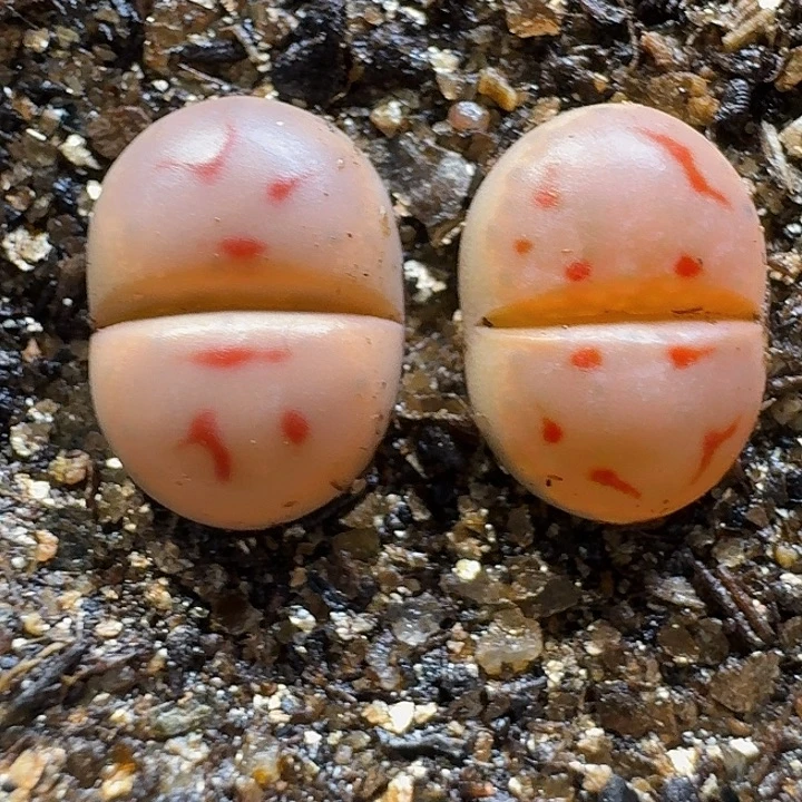 生石花2:：。在。 12号。 1.2左右