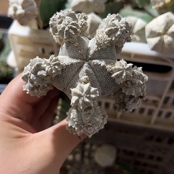 ༄***࿐恩冢仙人球393号开花